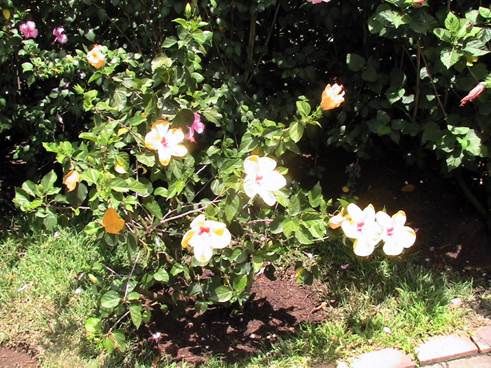 21a - Jardin Tropical 019.jpg